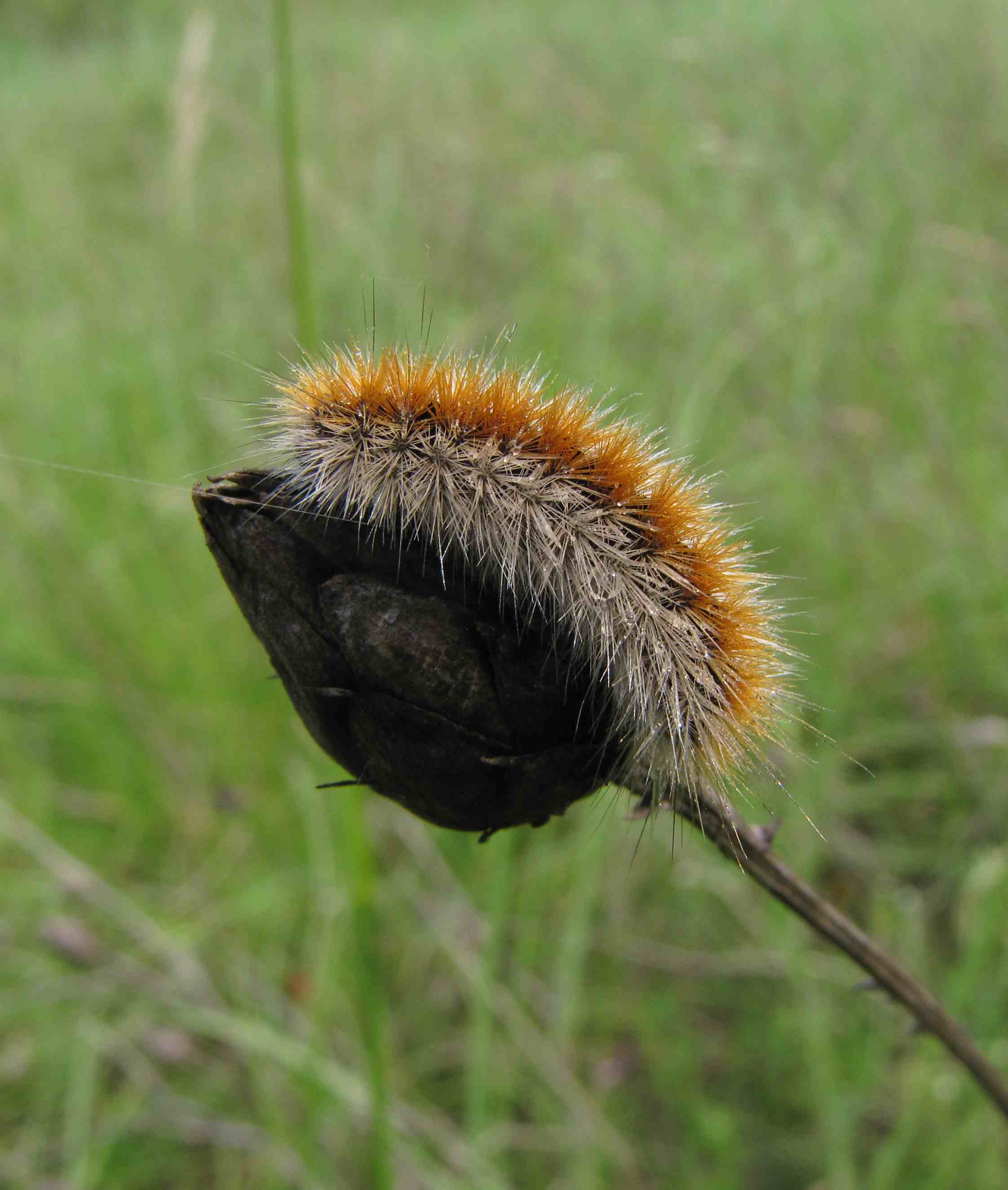 bruchetto peloso